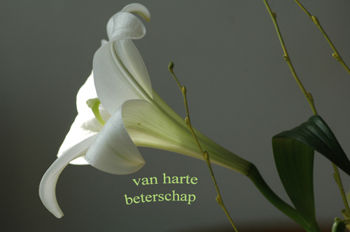 Klik voor een vergroting!